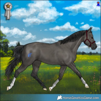 Horse Color:Grullo Brindle 