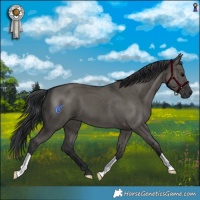 Horse Color:Grullo Brindle 