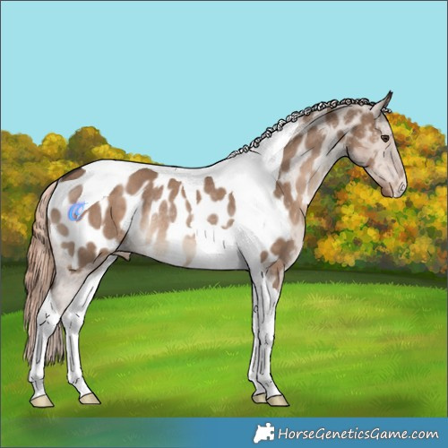 Horse Color:Liver Red Dun Tobiano Appaloosa Rabicano 