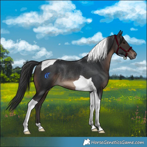 Horse Color:Brown Tobiano Rabicano 