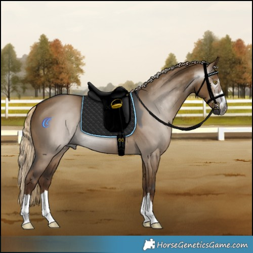Horse Color:Gray Chocolate Palomino Dun 