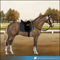 Horse Color:Gray Chocolate Palomino Dun 