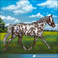 Horse Color:Silver Black Tobiano Appaloosa 