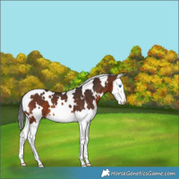 Horse Color:White Spotted Brown Splash 