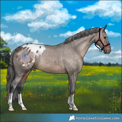Horse Color:Brown Dun Appaloosa 