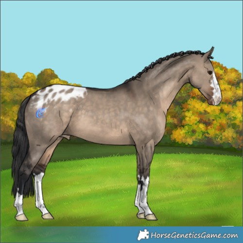 Horse Color:Brown Dun Appaloosa