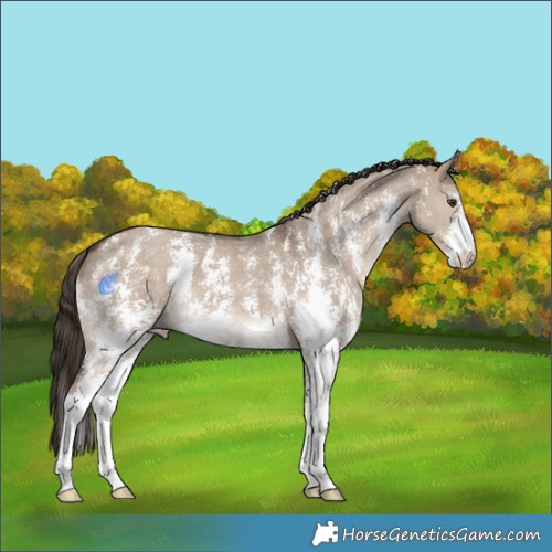Horse Color:Liver Red Dun Sabino Appaloosa 