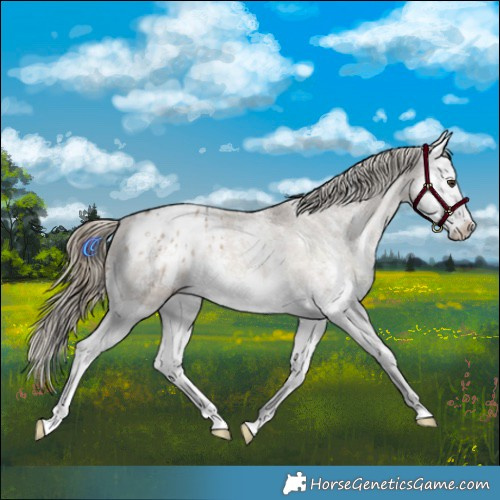 Horse Color:Liver Red Dun Sabino Splash Appaloosa 