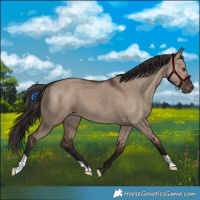 Horse Color:Liver Red Dun Appaloosa