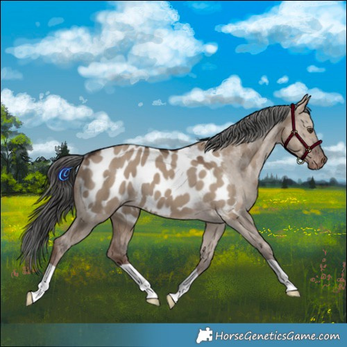 Horse Color:Liver Red Dun Appaloosa 
