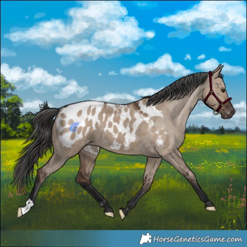 Horse Color:Liver Red Dun Appaloosa Rabicano 
