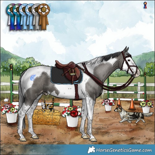Horse Color:Grullo Splash Tobiano Appaloosa 