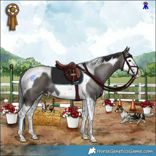 Horse Color:Grullo Splash Tobiano Appaloosa 