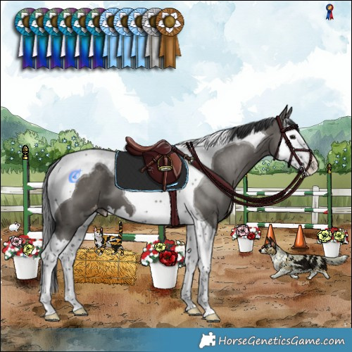 Horse Color:Grullo Splash Tobiano Varnish 