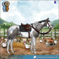 Horse Color:Grullo Splash Tobiano Appaloosa 