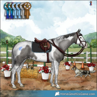 Horse Color:Grullo Splash Tobiano Appaloosa 