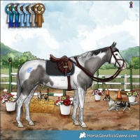 Horse Color:Grullo Splash Tobiano Appaloosa 