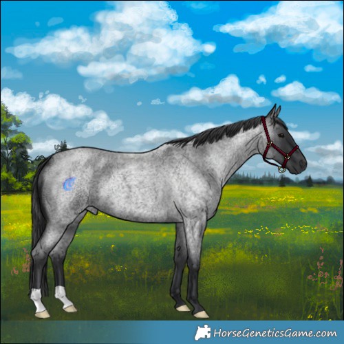 Horse Color:Blue Roan 