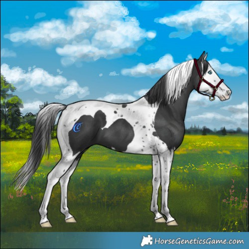 Horse Color:Black Splash Tobiano 