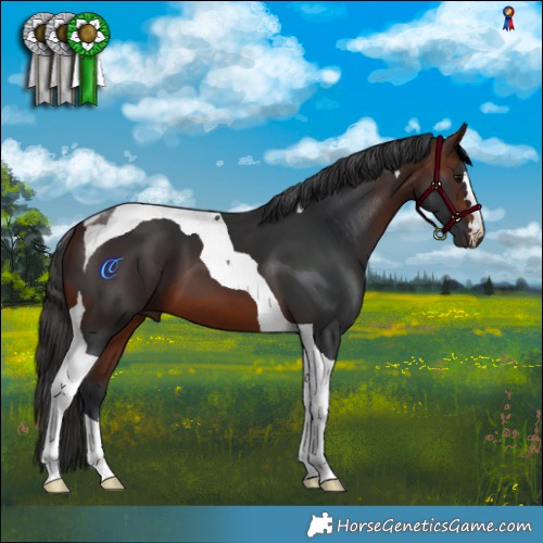 Horse Color:Brown Tobiano 