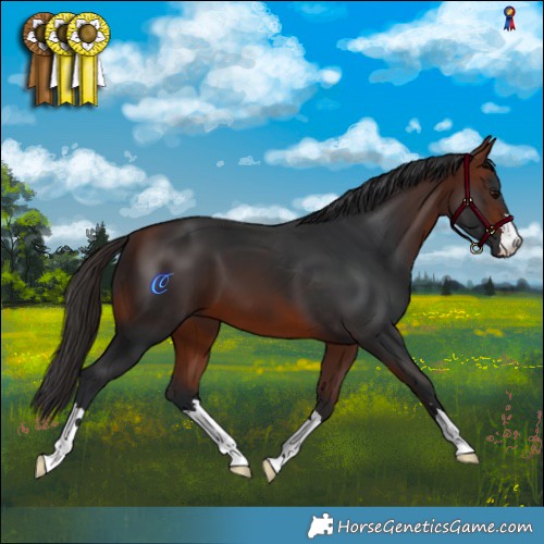 Horse Color:Bay 