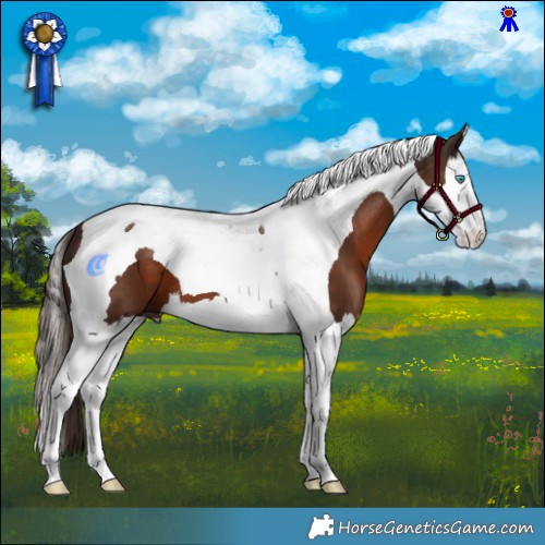 Horse Color:Liver Chestnut Splash Tobiano 