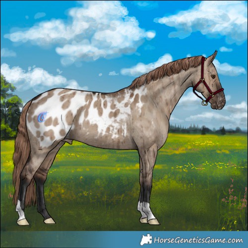 Horse Color:Liver Red Dun Appaloosa Brindle 