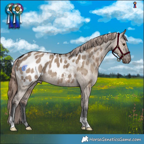 Horse Color:Liver Red Dun Appaloosa Brindle 