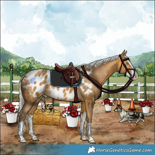 Horse Color:Silver Buckskin Splash Appaloosa 