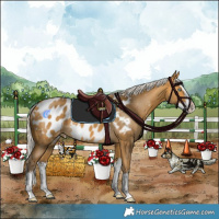 Horse Color:Silver Buckskin Splash Appaloosa