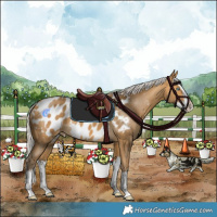 Horse Color:Silver Buckskin Splash Near Leopard