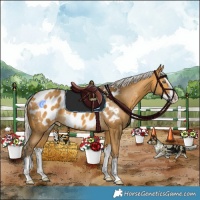 Horse Color:Silver Buckskin Splash Appaloosa 