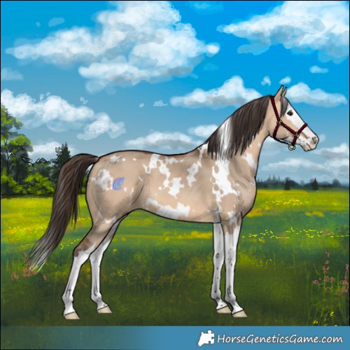 Horse Color:White Spotted Bay Dun Splash 