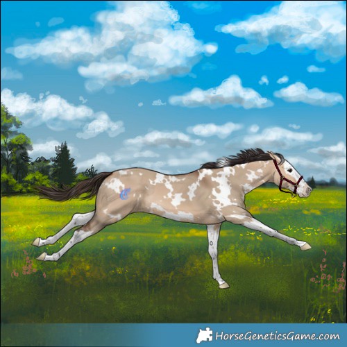 Horse Color:White Spotted Bay Dun Splash 