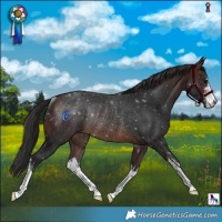 Horse Color:White Spotted Brown Rabicano 