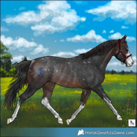 Horse Color:White Spotted Brown Rabicano 
