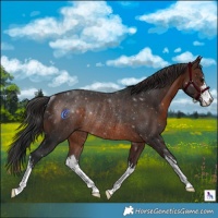 Horse Color:White Spotted Brown Rabicano