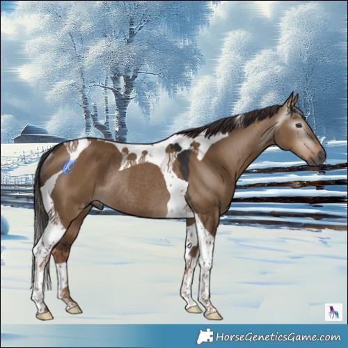 Horse Color:Gray Liver Red Dun Tobiano Rabicano 