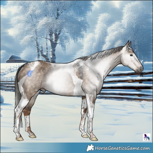 Horse Color:Gray Liver Red Dun Tobiano Rabicano 