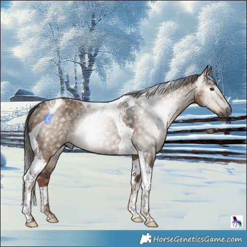 Horse Color:Gray Liver Red Dun Tobiano Rabicano 