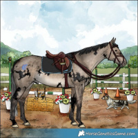 Horse Color:Void White Spotted Brown Dun 