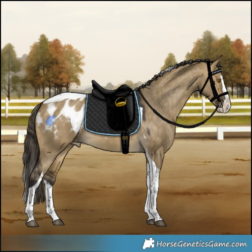 Horse Color:Buckskin Dun Splash Tobiano Appaloosa 