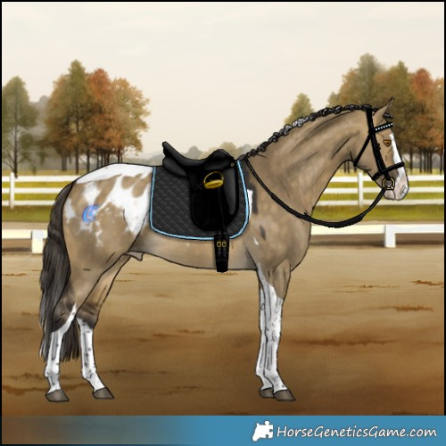 Horse Color:Buckskin Dun Splash Tobiano Appaloosa 