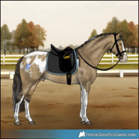 Horse Color:Buckskin Dun Splash Tobiano Blanket 