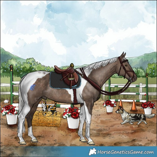 Horse Color:Silver Brown Dun Tobiano Rabicano