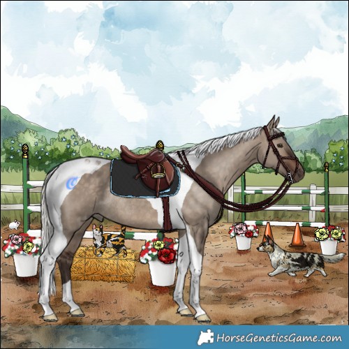 Horse Color:Silver Brown Dun Tobiano Rabicano