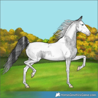 Horse Color:Blue Roan Splash Tobiano 