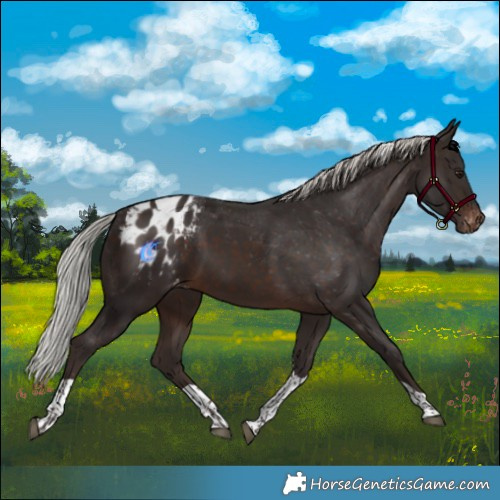 Horse Color:Silver Brown Tobiano Blanket 