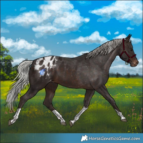 Horse Color:Silver Brown Tobiano Appaloosa 