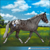 Horse Color:Silver Brown Tobiano Blanket